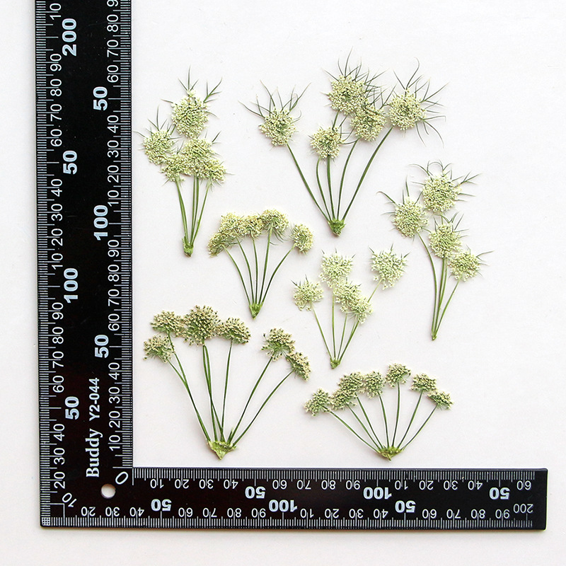 Dried Flower Bookmark - Pressed Dried Ammi Visnaga Lace Flower