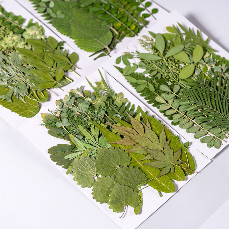 1Set 35pcs Pressed Dried Flowe - đánh giá và giá Dried Flower Bookmark