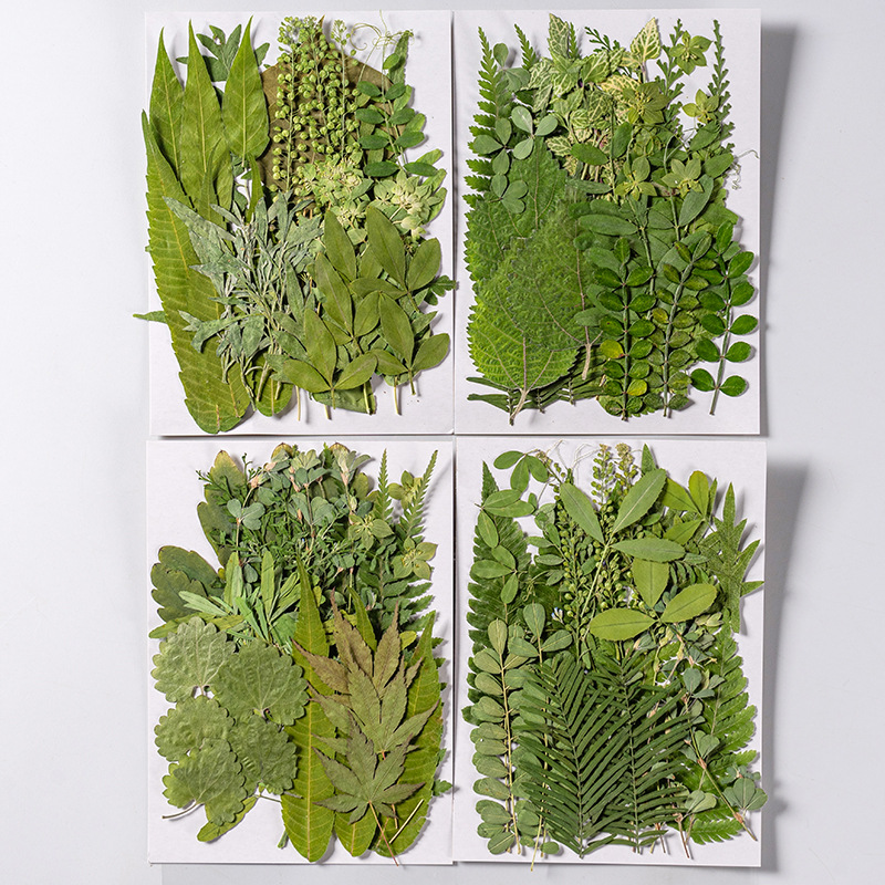 1Set 35pcs Pressed Dried Flowe - đánh giá và giá Dried Flower Bookmark