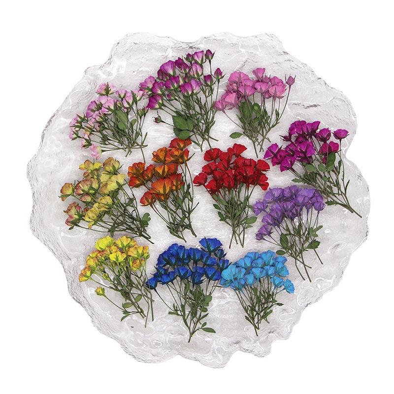 36X Pressed Dried Multi-heads  - đánh giá và giá Dried Flower Bookmark