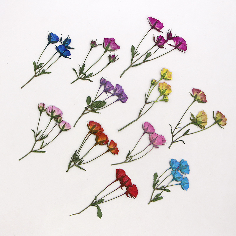 36X Pressed Dried Multi-heads  - đánh giá và giá Dried Flower Bookmark