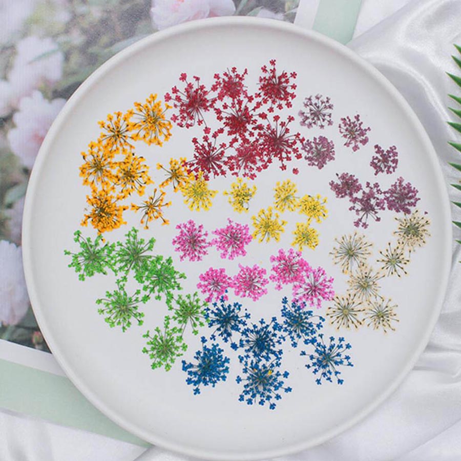60pcs Pressed Dried 15-20mm Am - đánh giá và giá Dried Flower Bookmark