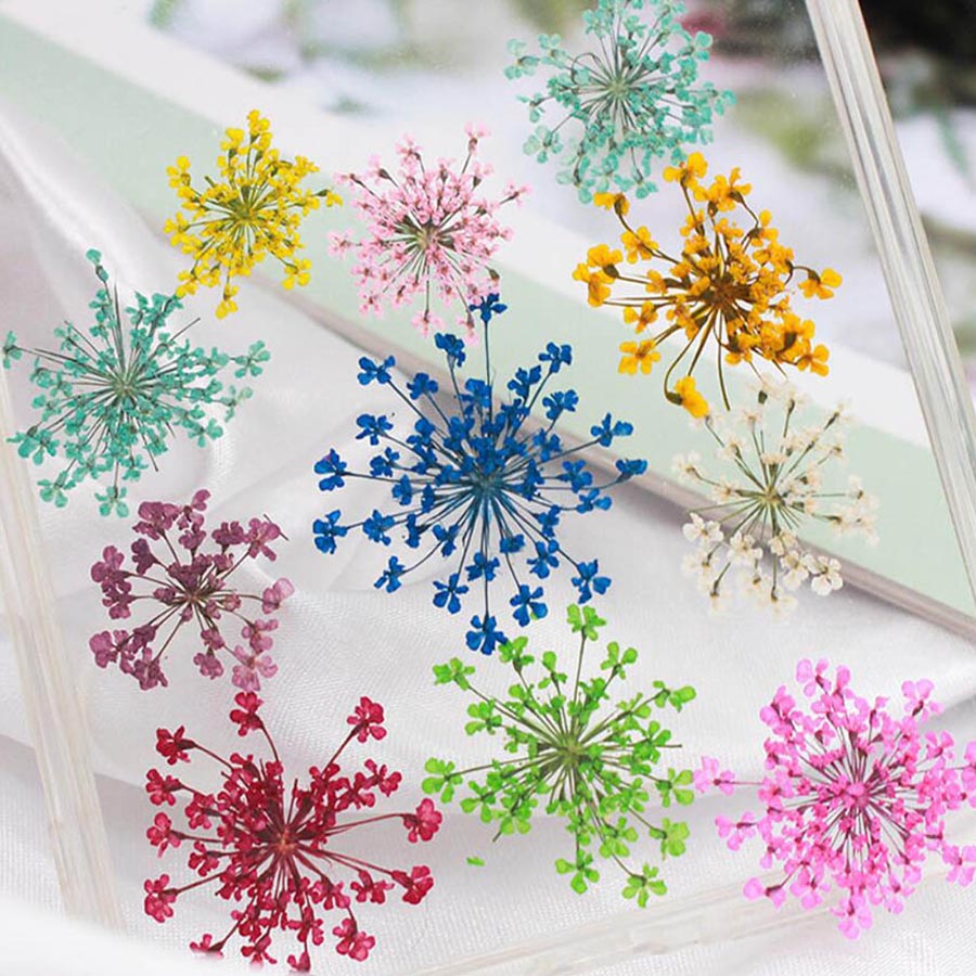 60pcs Pressed Dried 15-20mm Am - đánh giá và giá Dried Flower Bookmark