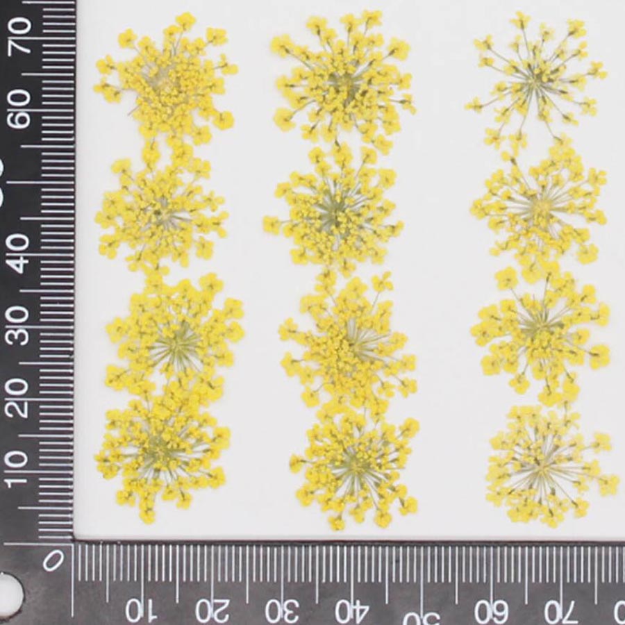 60pcs Pressed Dried 15-20mm Am - đánh giá và giá Dried Flower Bookmark