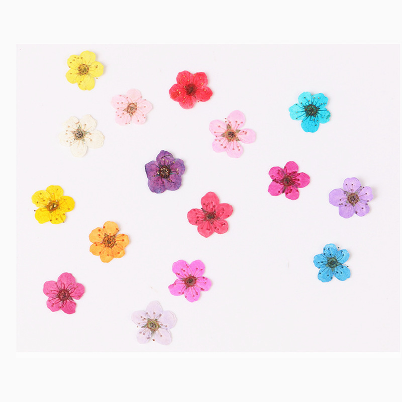 60pcs Mini Pressed Dried Narci - đánh giá và giá Dried Flower Bookmark