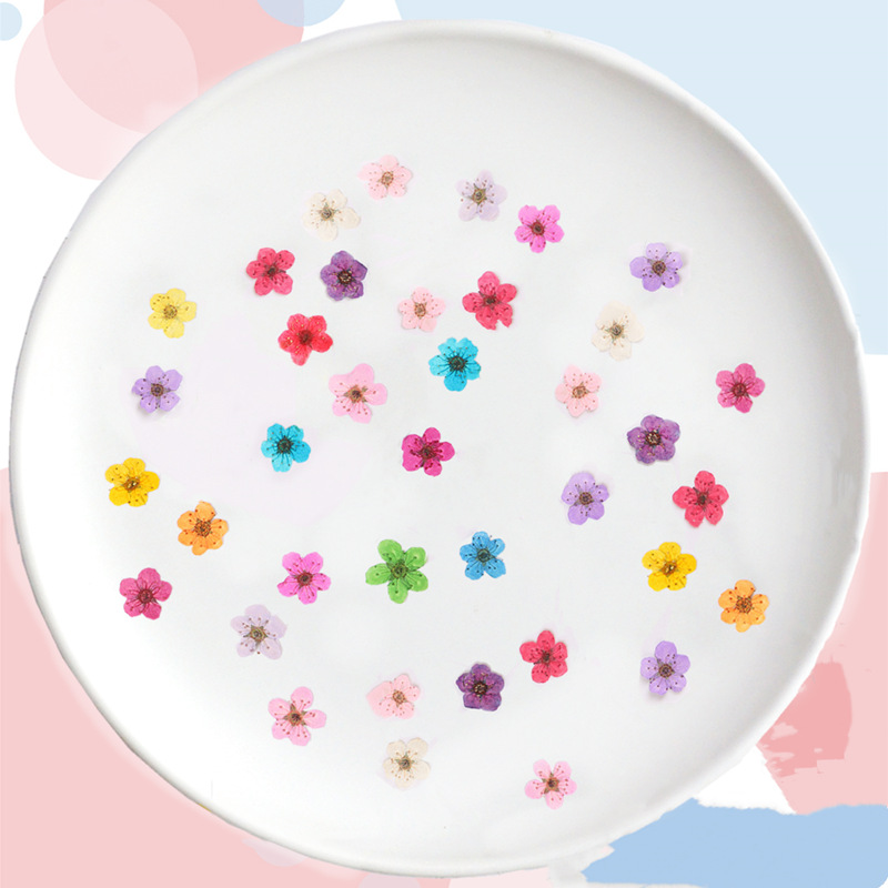60pcs Mini Pressed Dried Narci - đánh giá và giá Dried Flower Bookmark