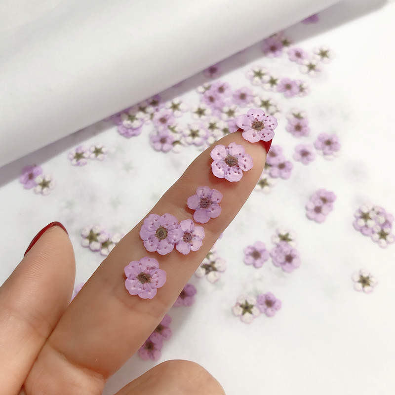 60pcs Mini Pressed Dried Narci - đánh giá và giá Dried Flower Bookmark