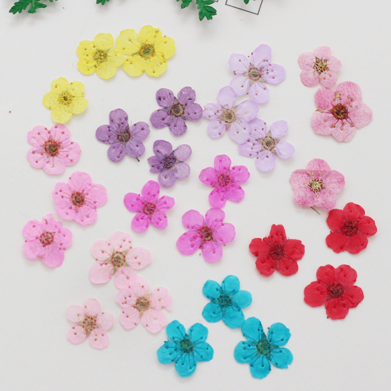 60pcs Mini Pressed Dried Narci - đánh giá và giá Dried Flower Bookmark