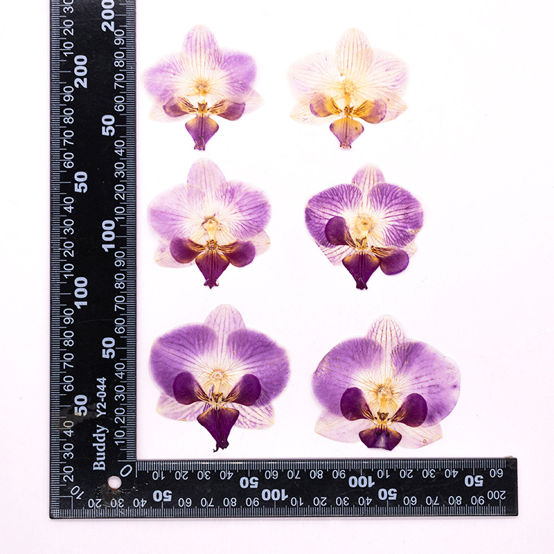 4 Pcs Pressed Dried Phalaenops - đánh giá và giá Dried Flower Bookmark