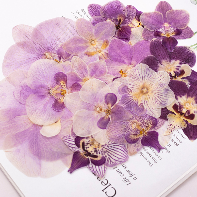 4 Pcs Pressed Dried Phalaenops - đánh giá và giá Dried Flower Bookmark