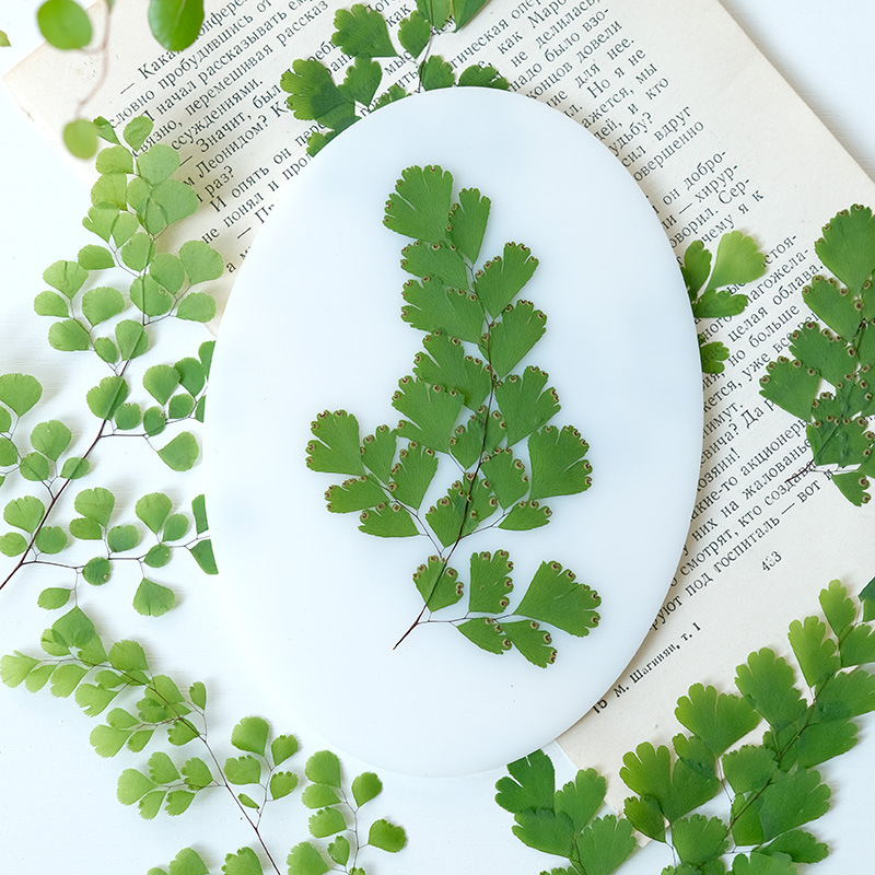 60Pcs Natural Plant Real Flowe - đánh giá và giá Dried Flower Bookmark