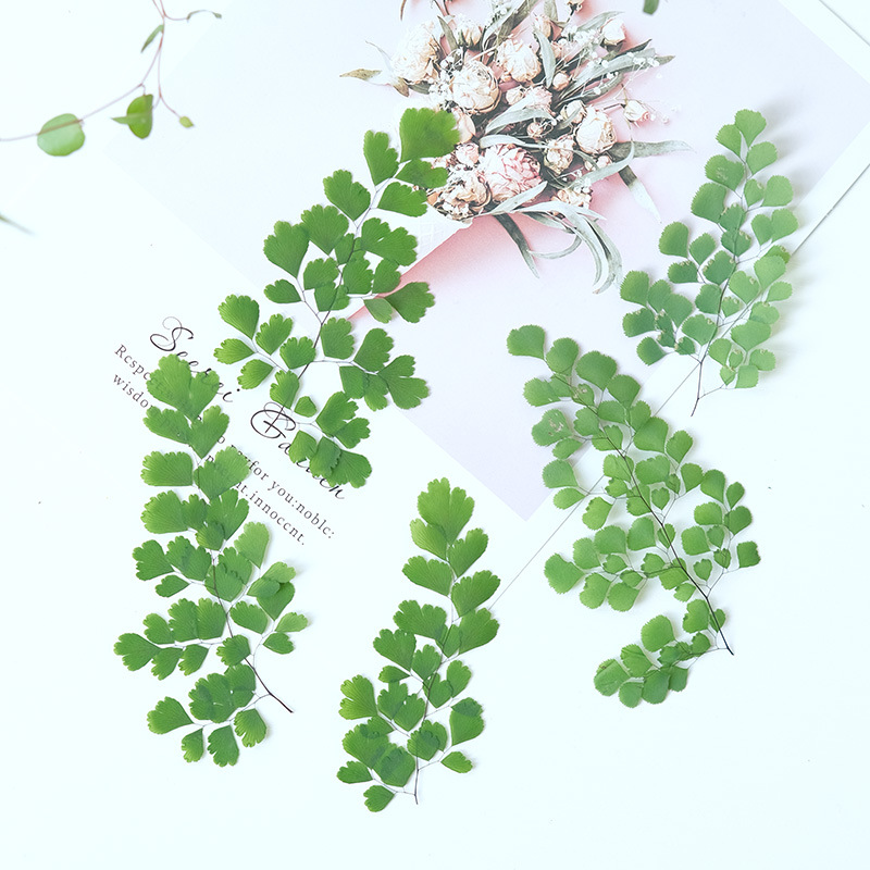 60Pcs Natural Plant Real Flowe - đánh giá và giá Dried Flower Bookmark