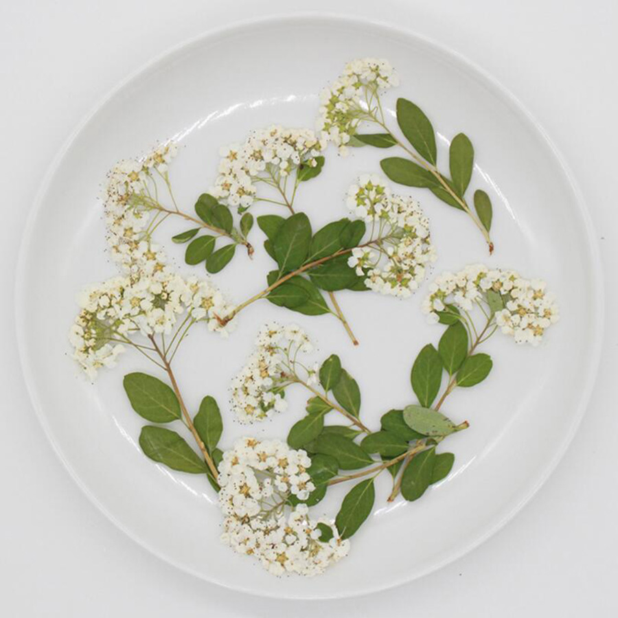 60X Dried Pressed Natural Whit - đánh giá và giá Dried Flower Bookmark