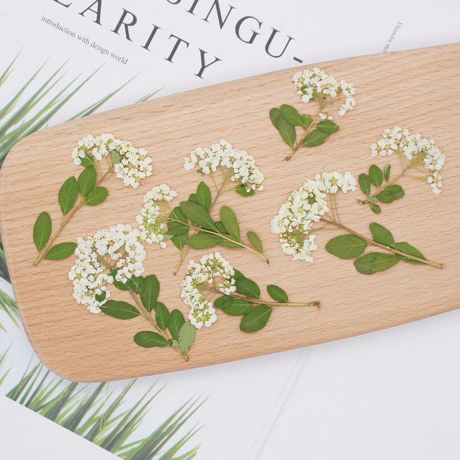 60X Dried Pressed Natural Whit - đánh giá và giá Dried Flower Bookmark