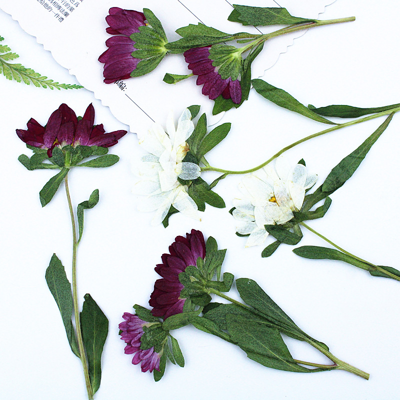 24pcs,Mini Chrysanthemum Press - đánh giá và giá Dried Flower Bookmark