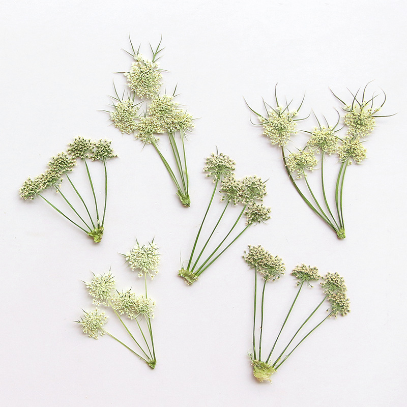 Pressed Dried Ammi Visnaga Lac - đánh giá và giá Dried Flower Bookmark