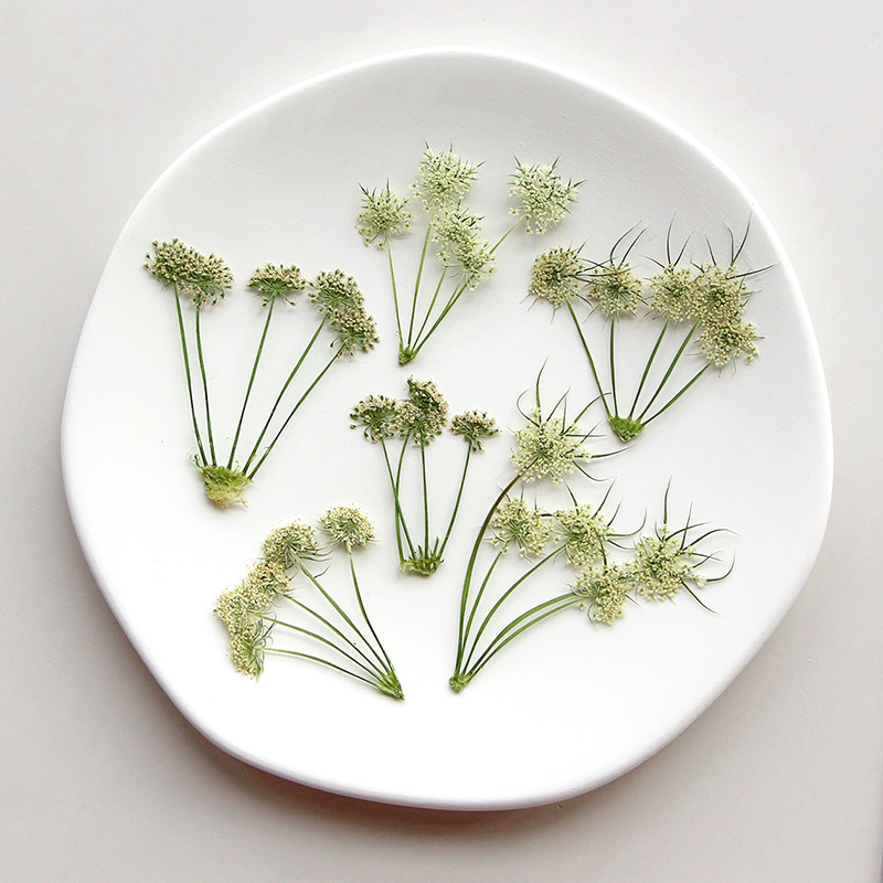 Pressed Dried Ammi Visnaga Lac - đánh giá và giá Dried Flower Bookmark