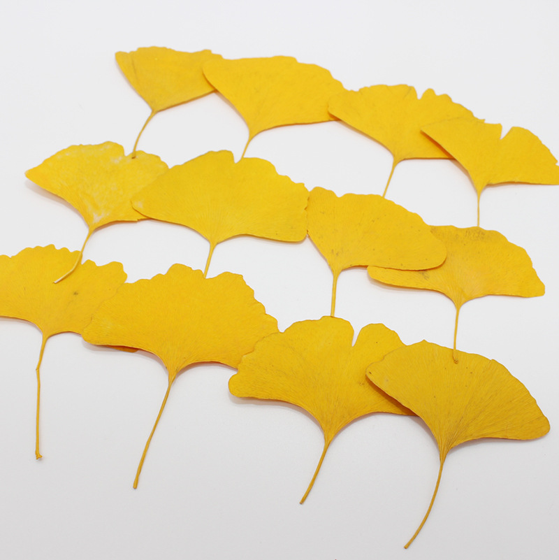 60pcs Pressed Dried Yellow/Gre - đánh giá và giá Dried Flower Bookmark
