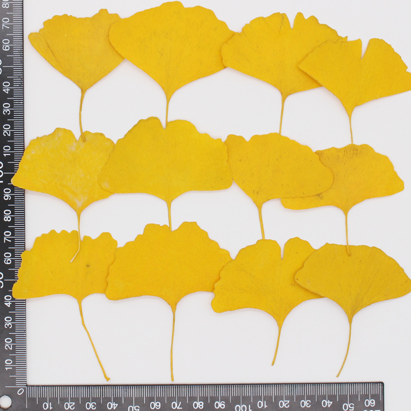 60pcs Pressed Dried Yellow/Gre - đánh giá và giá Dried Flower Bookmark
